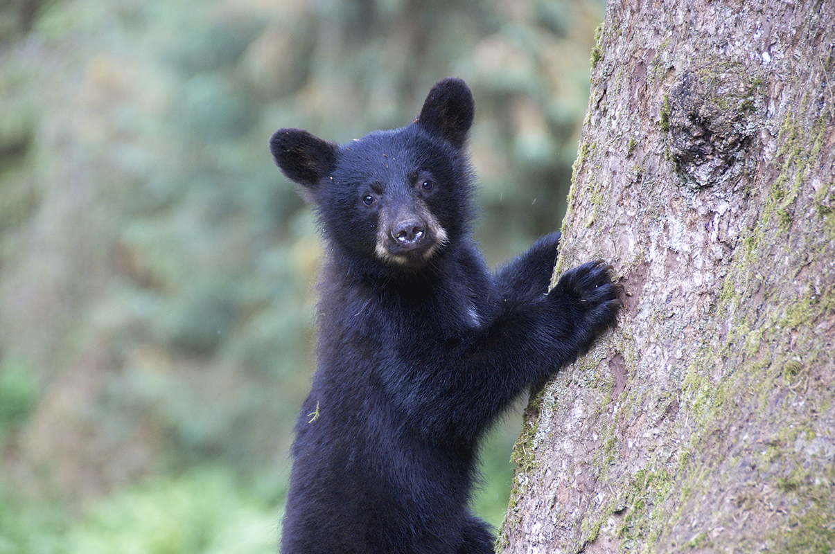 black bear cub makefurhistory
