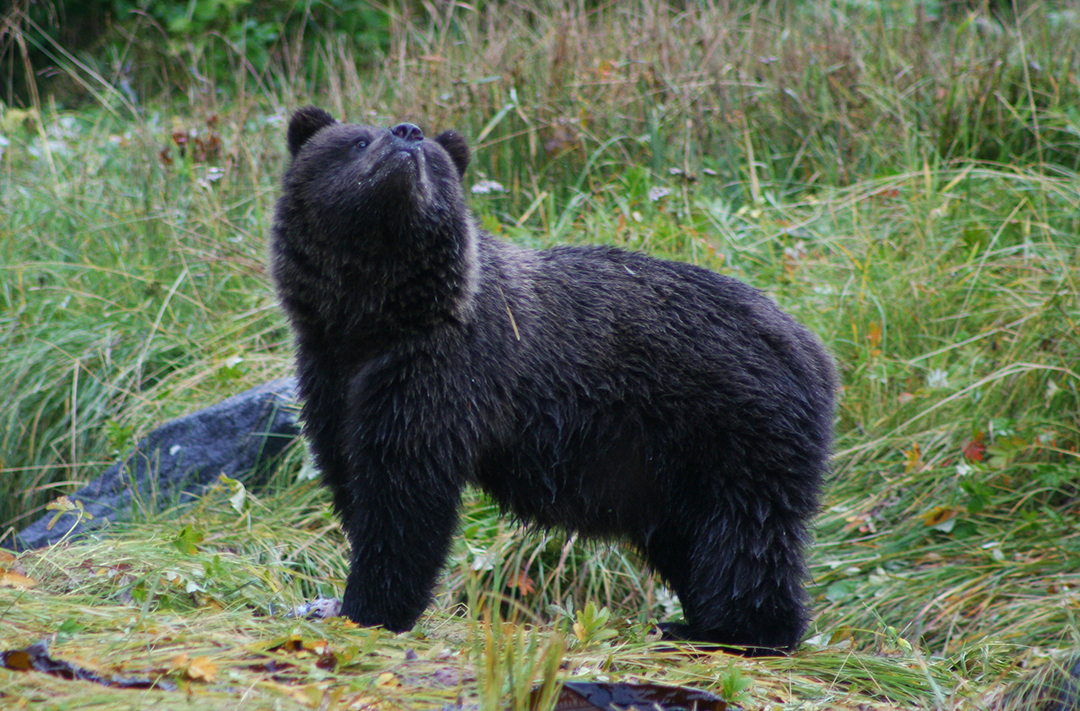 The missing words: man attacked by black bear - The Fur-Bearers