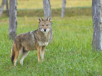 coyote ontario coexist furbearers