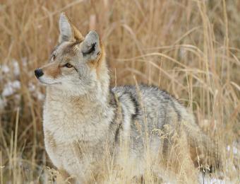 coyote burlington ontario coexist