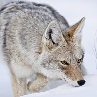 coyote conflict Ontario