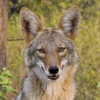 coyote edmonton alberta coexist