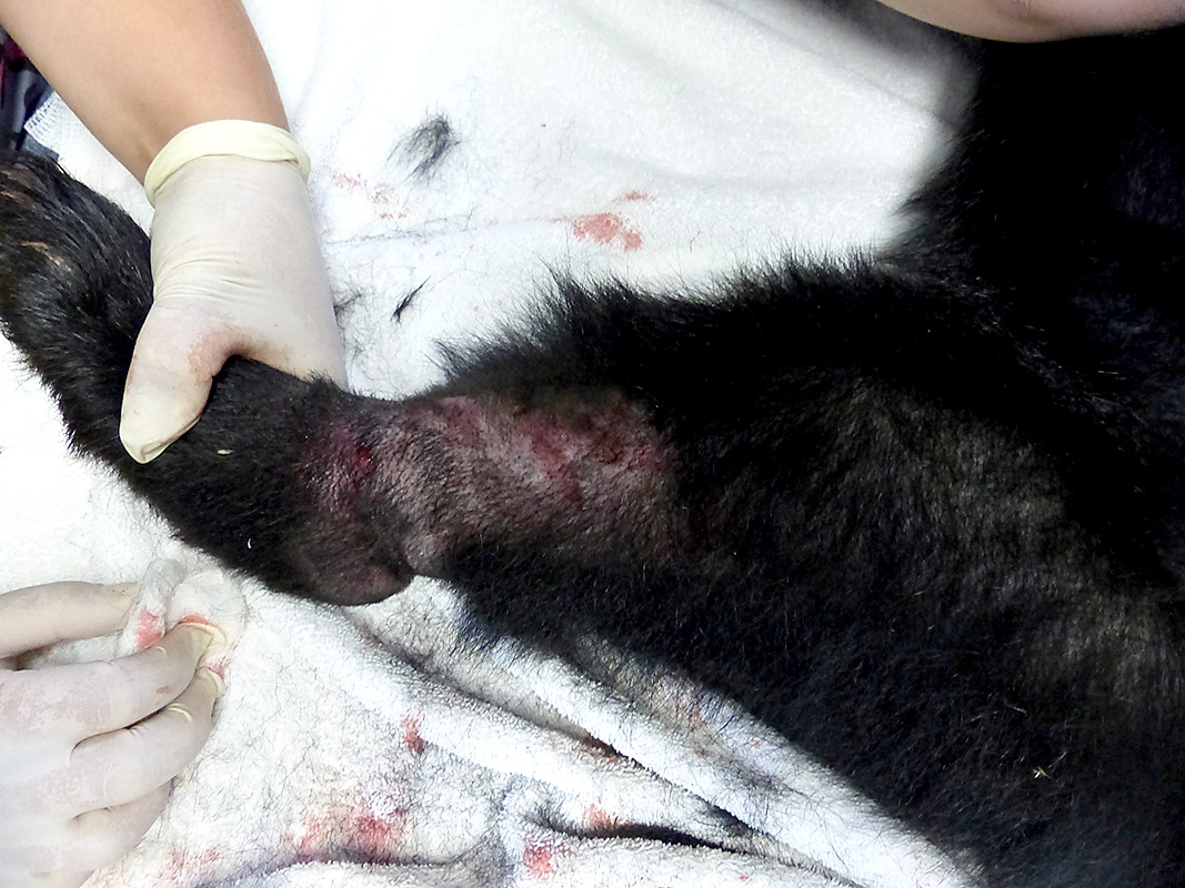 bear injured by snare Critter Care Wildlife Society