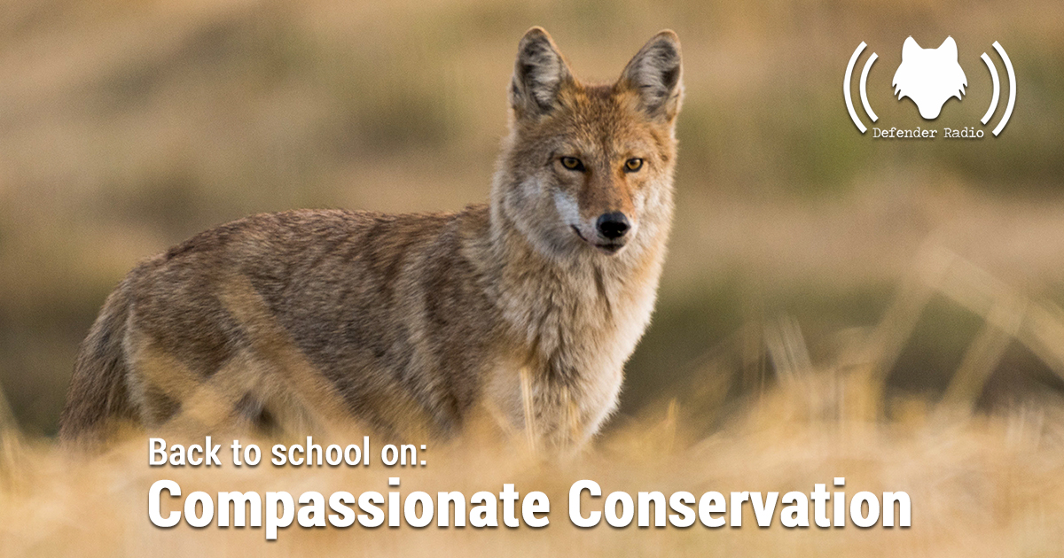 Defender Radio Podcast 701 Back To School On: Compassionate Conservation