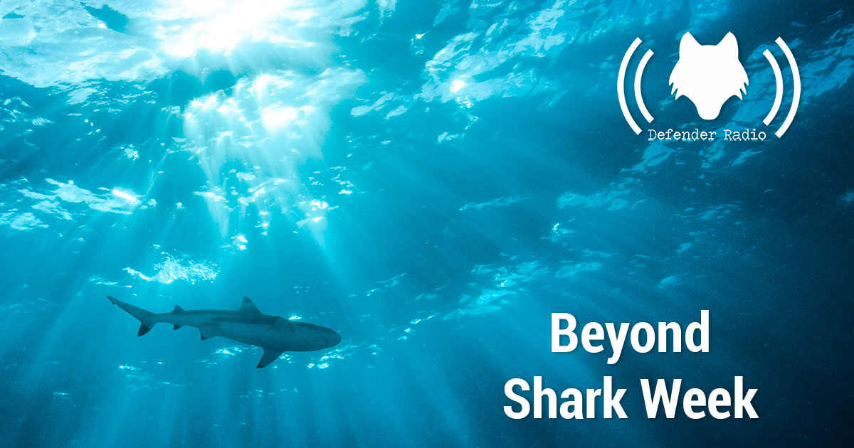 Dr. Dean Grubbs, co-author of the new book Shark Biology and Conservation, joins Defender Radio to discuss the book, his own experiences with sharks and debunk one or two fears.