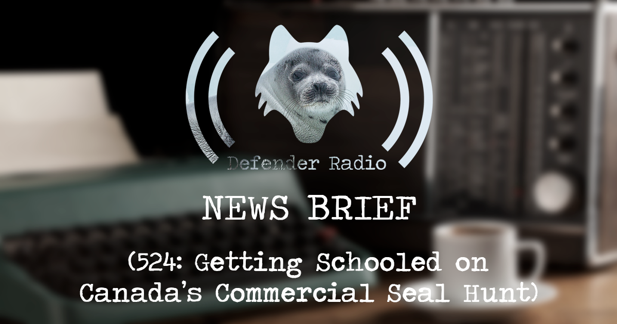 Defender Radio NEWS BRIEF  - 524: Getting Schooled on  Canada’s Commercial Seal Hunt