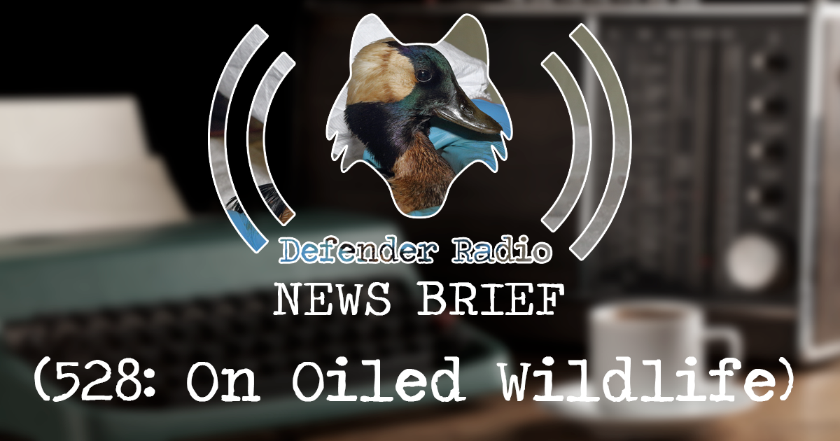 Defender Radio Podcast NEWS BRIEF: 527 - On Oiled Wildlife