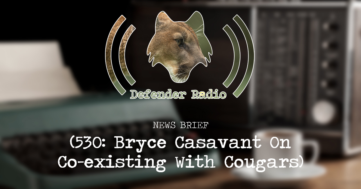 NEWS BRIEF - 530: Bryce Casavant On Co-existing With Cougars