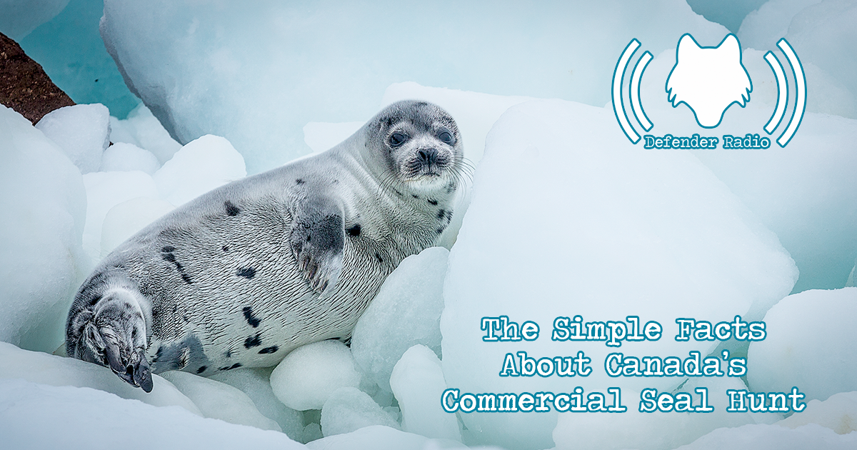 Defender Radio Podcast Getting Schooled on Canada's Commercial Seal Hunt