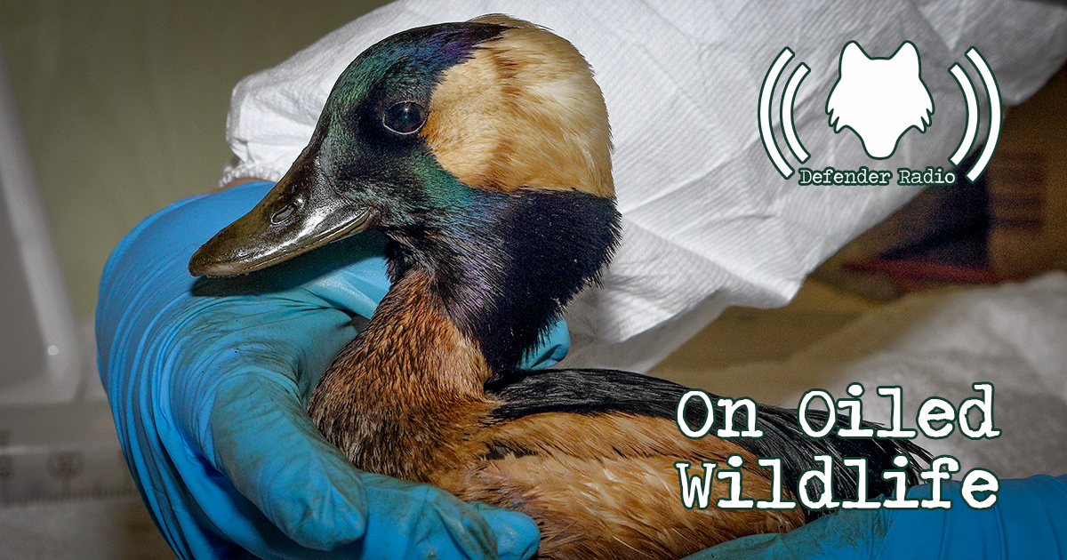 Defender Radio POdcast On Oiled Wildlife (528)