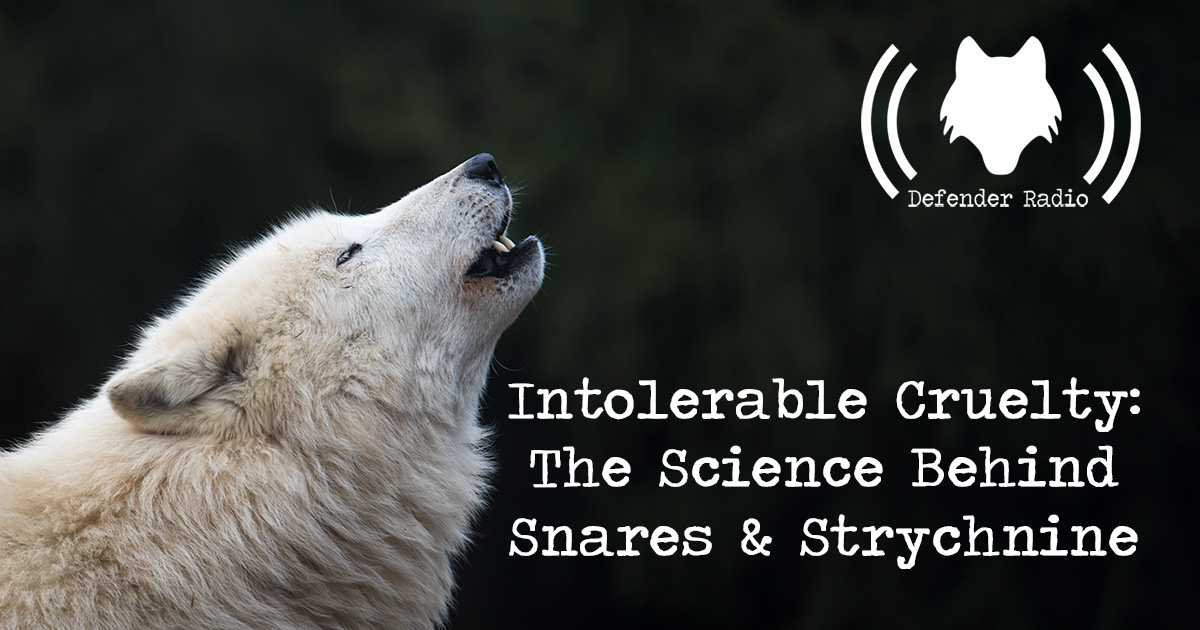 Defender Radio Podcast Intolerable Cruelty: The Science Behind Snares and Strychnine Gilbert Proulx