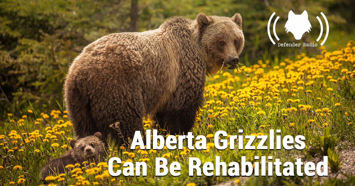 Defender Radio Podcast 616 Alberta Grizzlies Can Be Rehabilitated