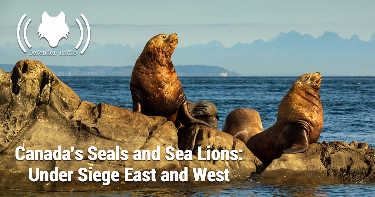 Defender Radio Podcast 617 Canada’s Seals and Sea Lions: Under Siege East and West Sheryl Fink