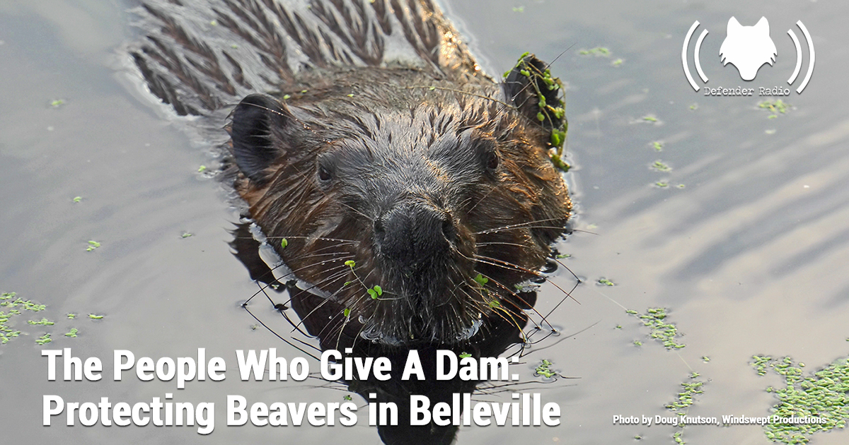 Defender Radio Podcast The People Who Give A Dam: Protecting Beavers in Belleville