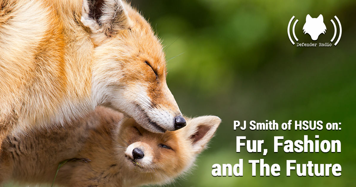 Defender Radio Podcast 622 PJ Smith of HSUS on: Fur, Fashion and The Future