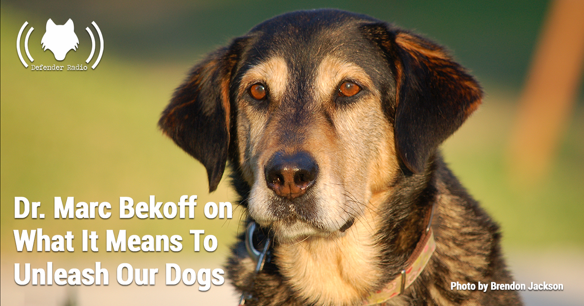 Defender Radio Podcast 627 Dr. Marc Bekoff On What It Means To Unleash Our Dogs