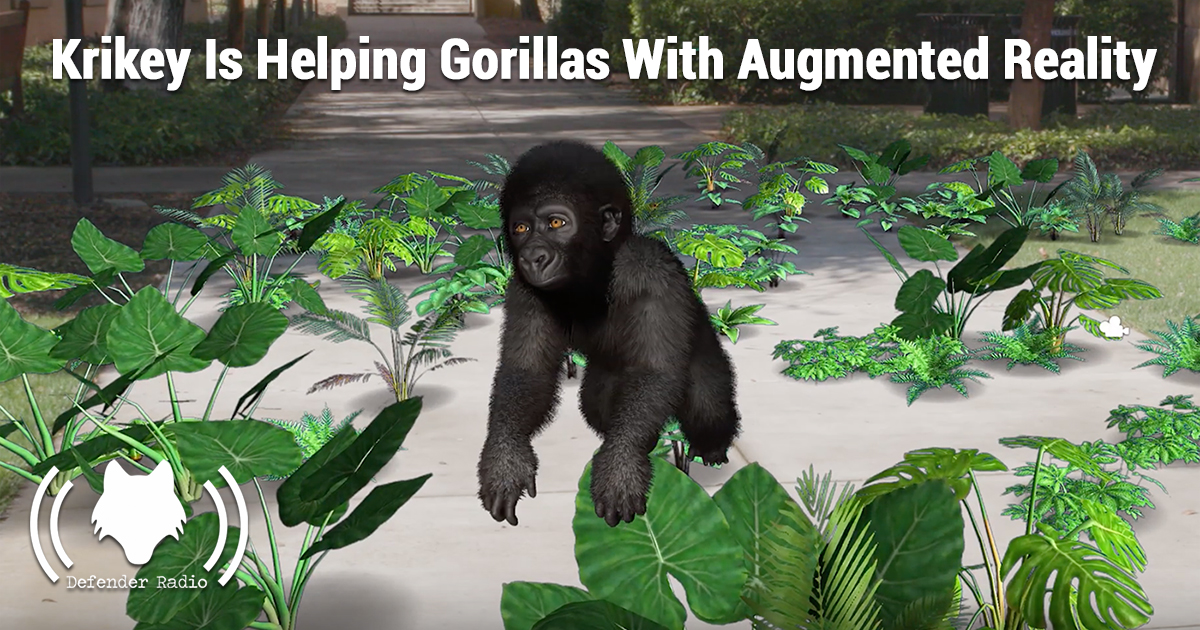 Defender Radio Podcast 628 Krikey Is Helping Gorillas With Augmented Reality