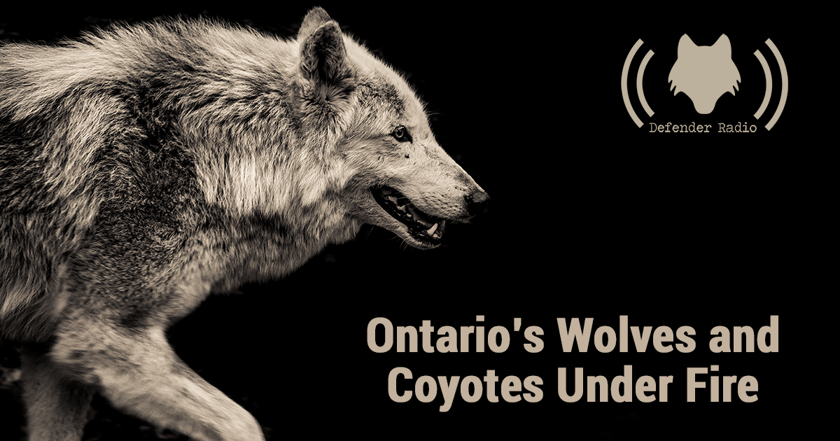 Defender Radio Podcast Ontario’s Wolves And Coyotes Under Fire 