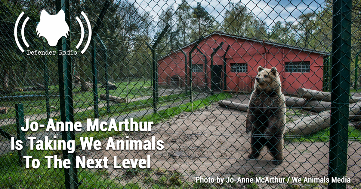 Defender Radio Podcast 703 Jo-Anne McArthur Is Taking We Animals To The Next Level