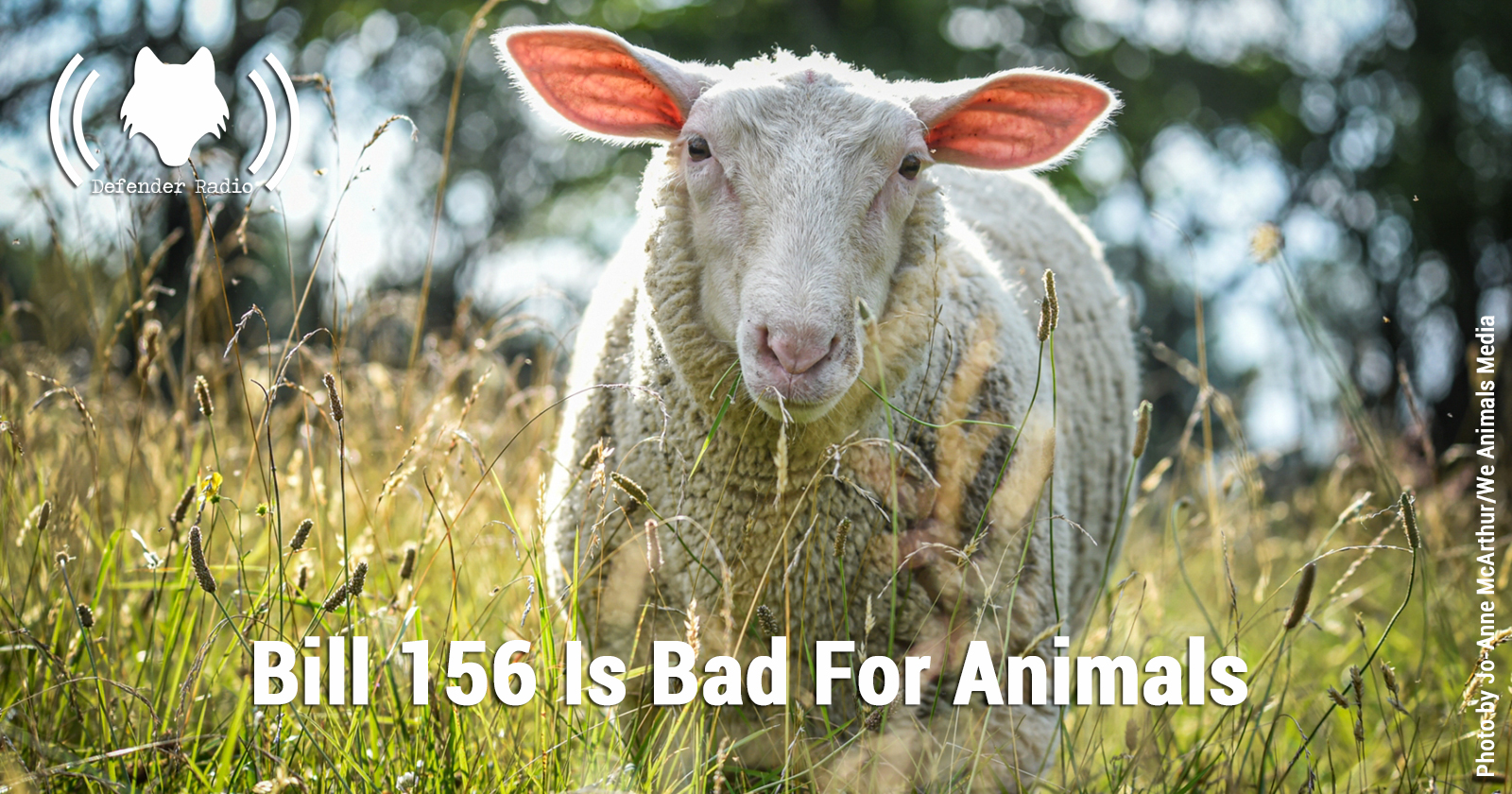 Bill 156 is Bad For Animals Defender Radio Podcast Animal Justice