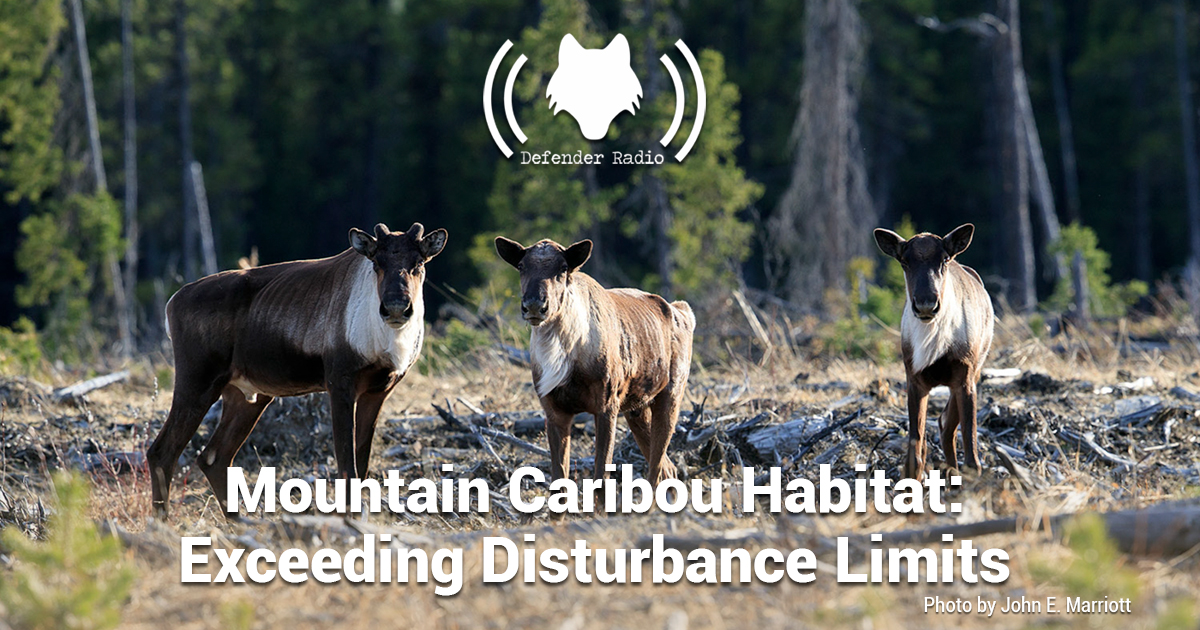 Defender Radio Podcast Mountain Caribou Habitat: Exceeding Disturbance Limits