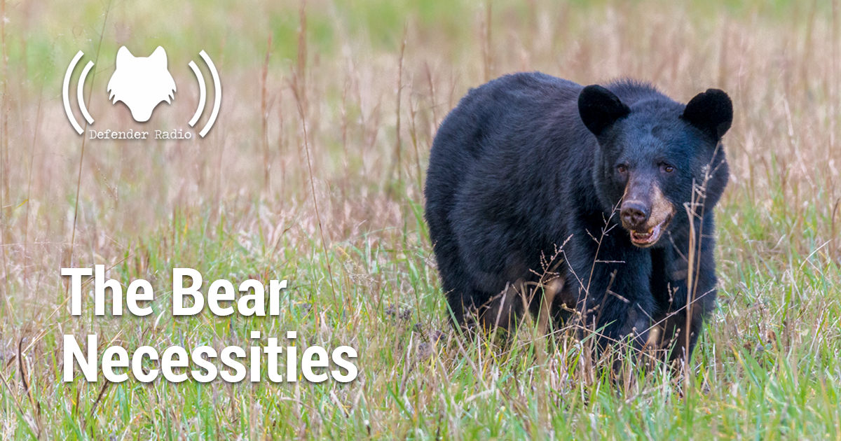 How to keep bears and people safe while having fun in bear country, featuring the North Shore Black Bear Society!
