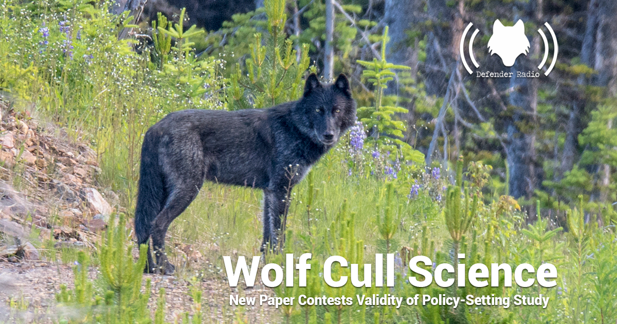Defender Radio POdcast 717 Wolf Cull Science British Columbia Amelia Porter