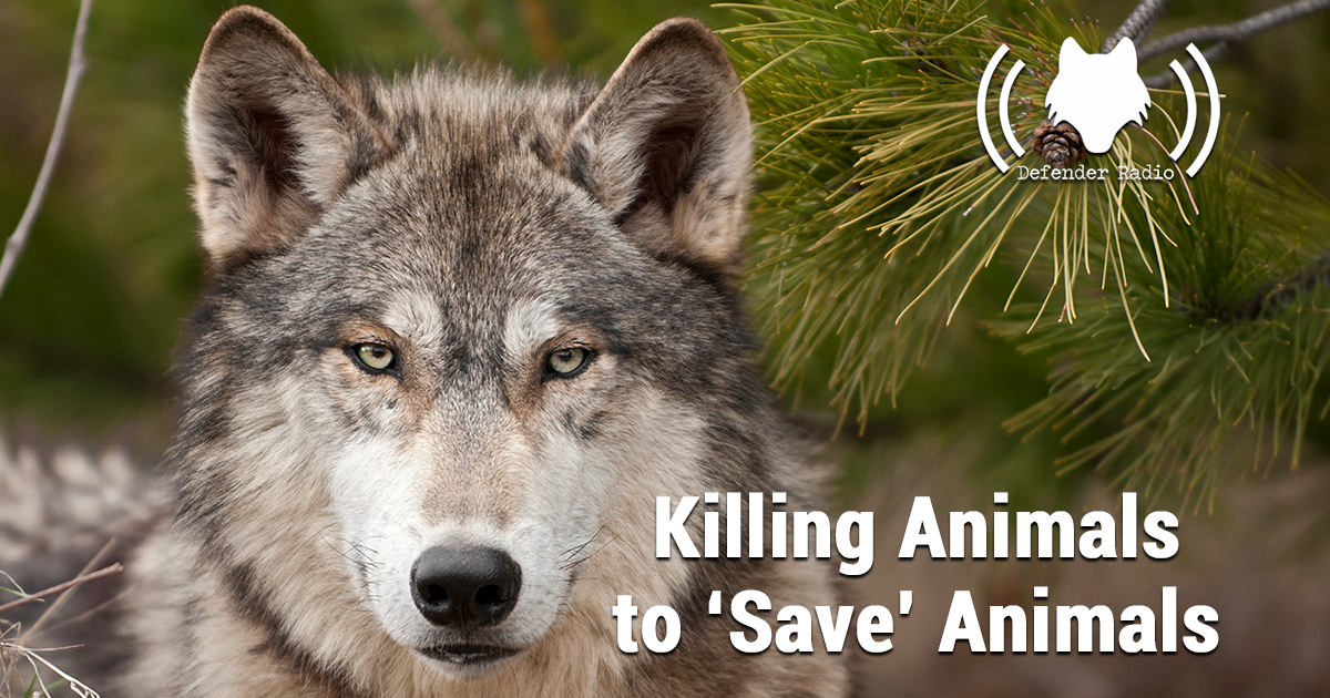 Defender Radio Podcast Killing Animals to 'Save' Animals with Charlotte Dawe of Wilderness Committee