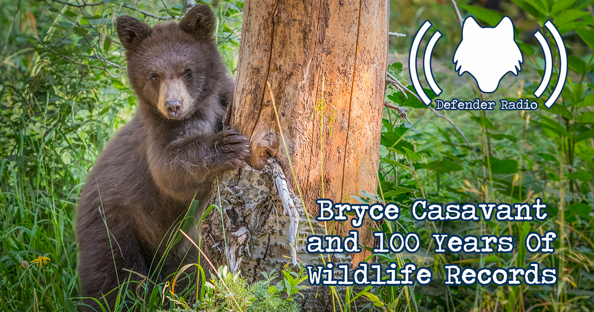 Defender Radio Podcast Bryce Casavant and 100 years of Wildlife Records