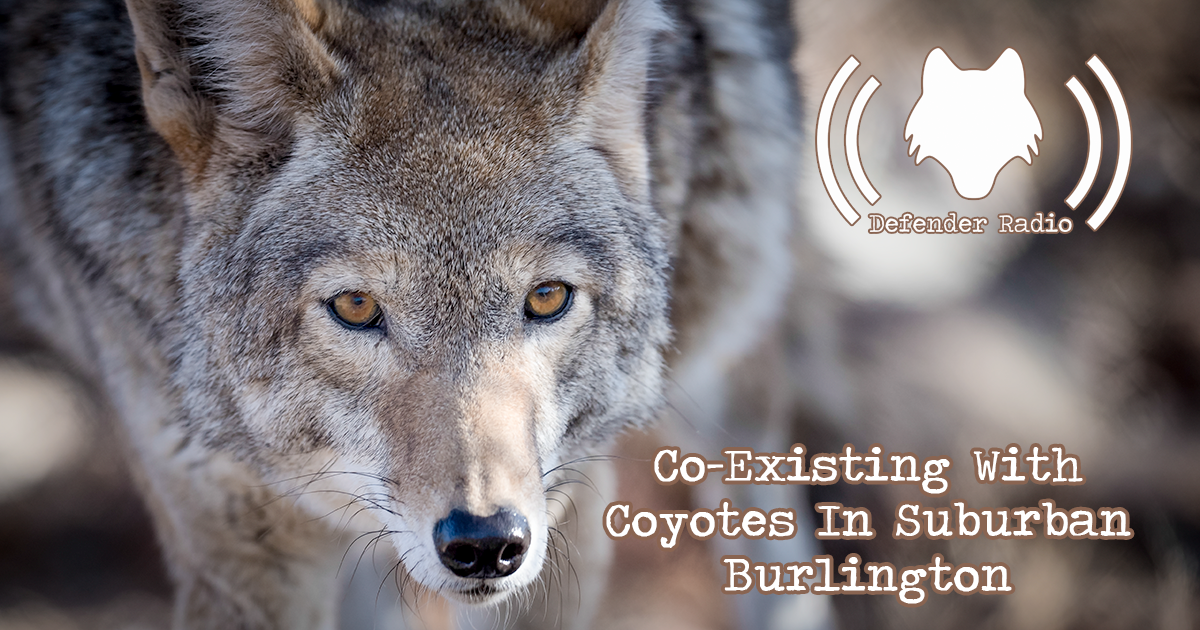 Defender Radio Podcast Coexisting With Coyotes in Suburban Burlington