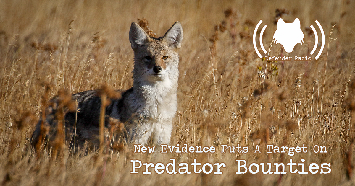 Defender Radio Podcast New Evidence Puts A Target On Predator Bounties (527)