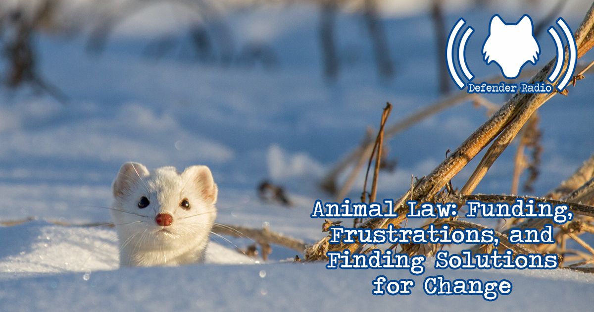 Defender Radio Podcast Animal Law: Funding, Frustrations, and Finding Solutions for Change