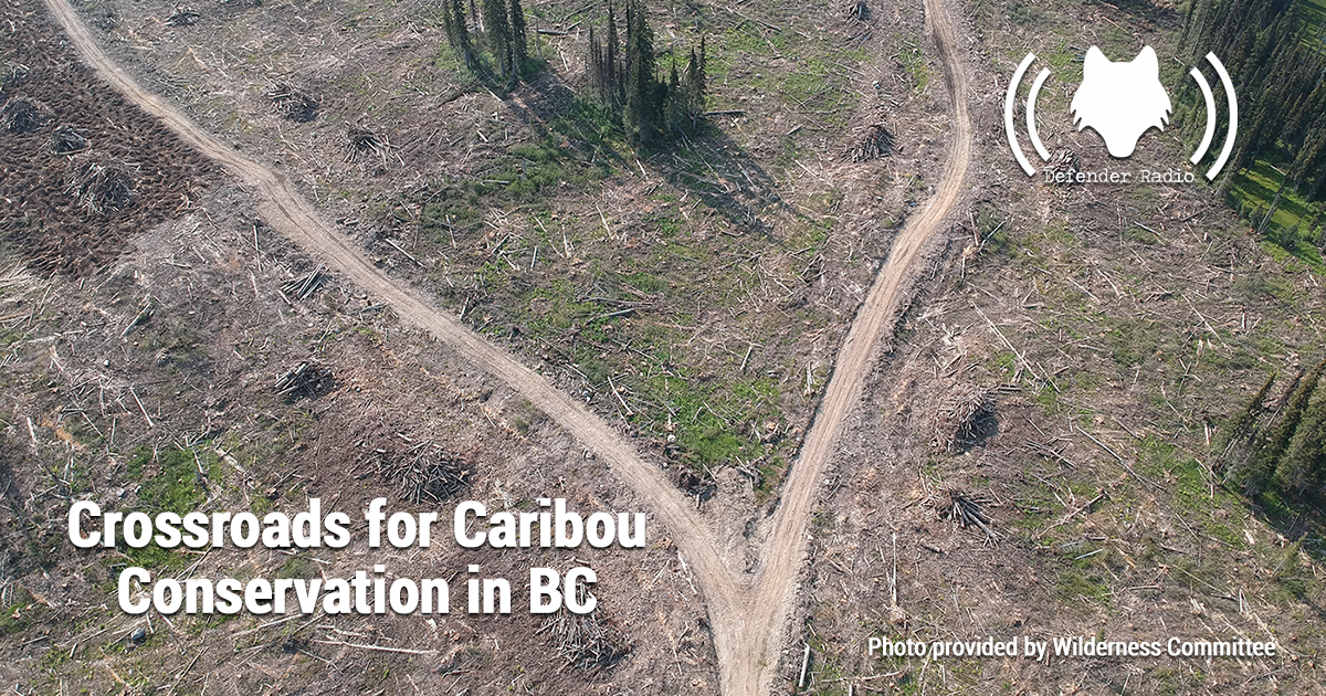 Defender Radio POdcast Charlotte Dawe: Crossroads for Caribou Conservation in BC