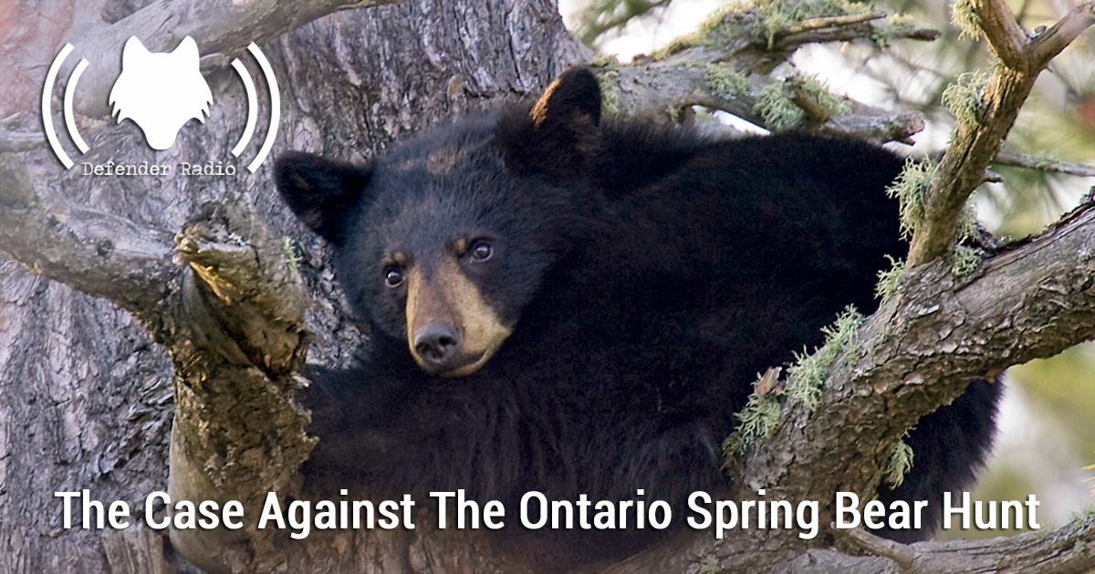 Defender Radio Podcast 710 The Case Against The Ontario Spring Bear Hunt