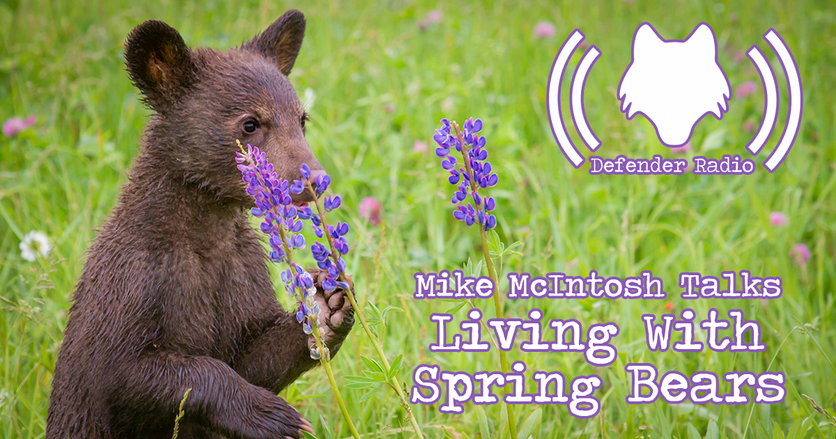 Defender Radio Podcast Mike McIntosh Talks Living With Spring Bears 