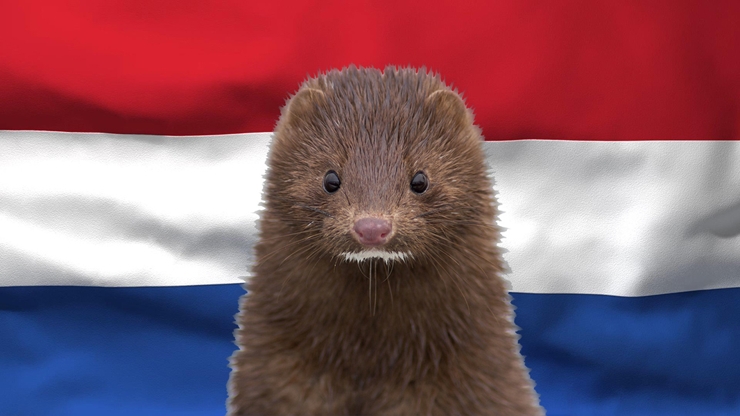 Dutch Mink MAkeFurHistory