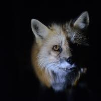 fox fur farm MakeFurHistory