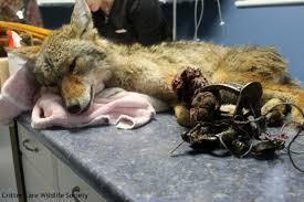 coyote in padded leg hold trap