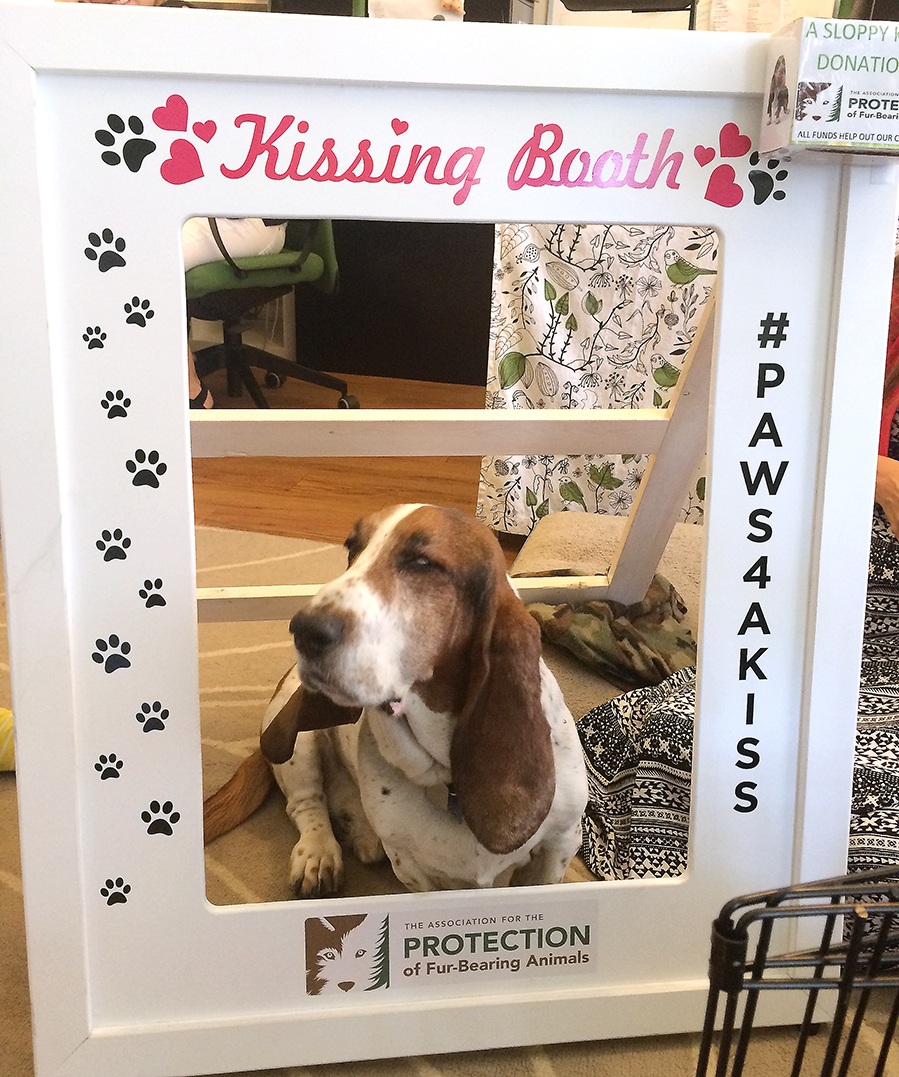 The Fur-Bearers Kissing Booth dog