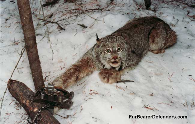 Types of Traps Used in Canada - The Fur-Bearers