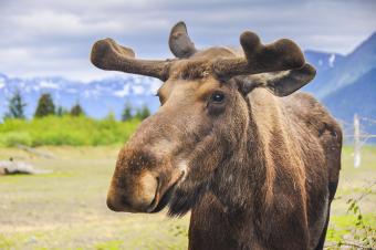 moose edmonton wildlife passage