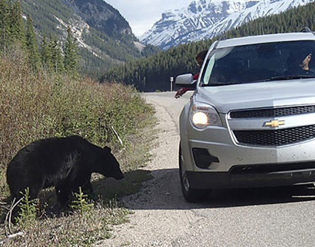 Parks Canada bear feeding