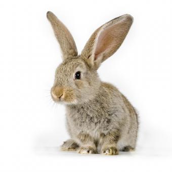 BC SPCA Rabbit Rescue