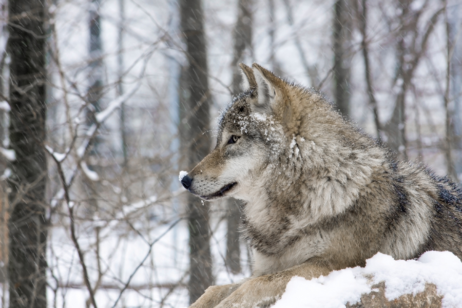 winter wolf BC