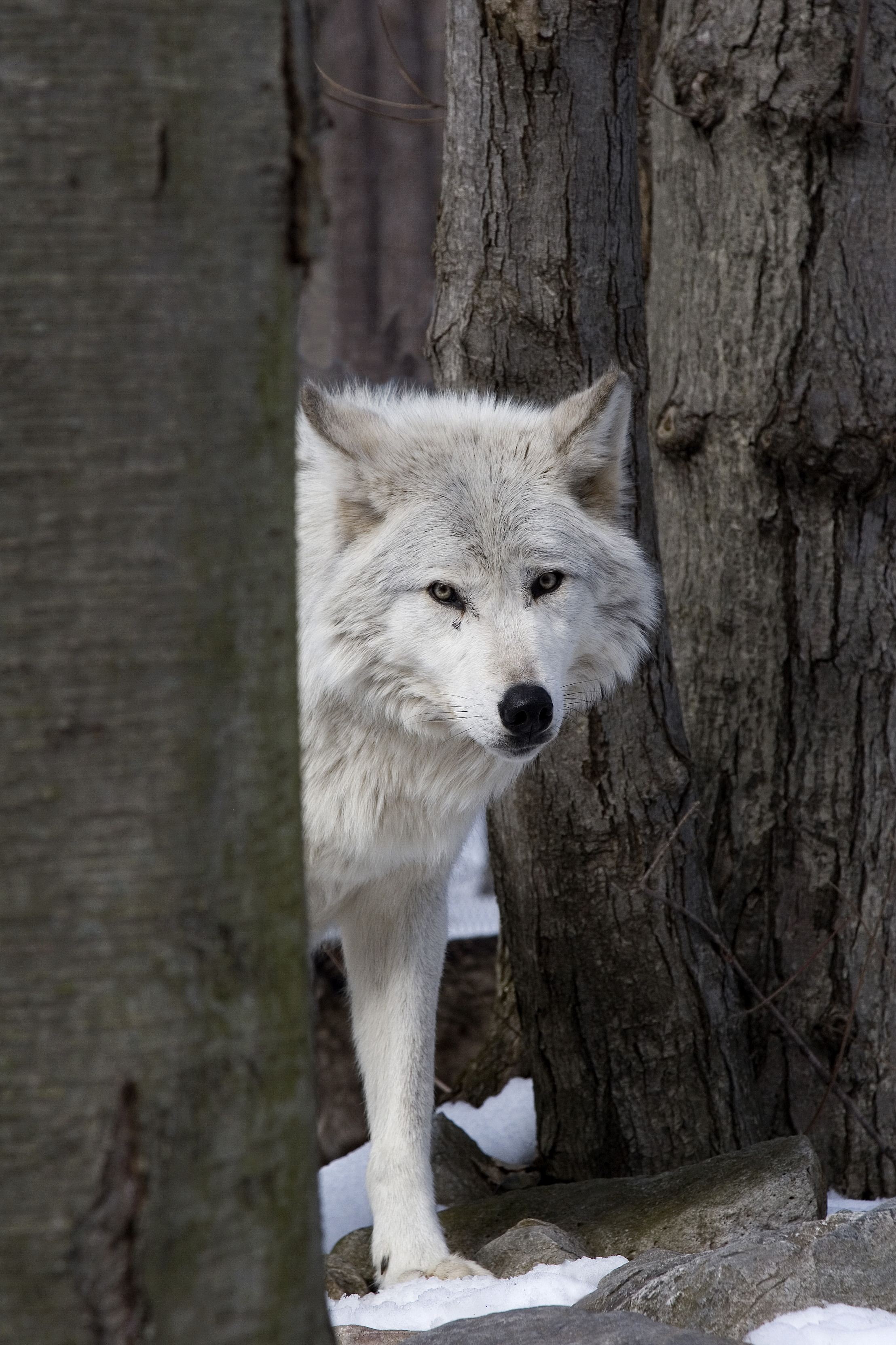Wolf cull Alberta
