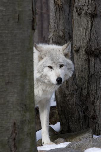wolf, caribou, Alberta, cull, conservation, habitat