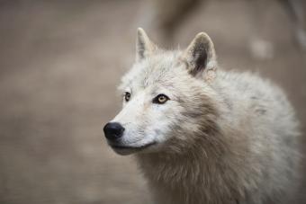 Environmental and wildlife groups pen letter to Premier: end the wolf ...