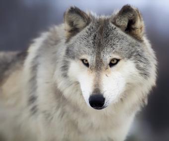Wolf FurBearer Defenders Living With Wildlife