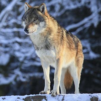 wolf wildlife populations
