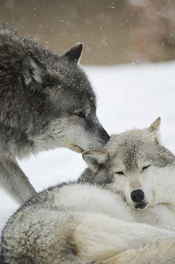 BC Alberta wolf caribou cull hunt